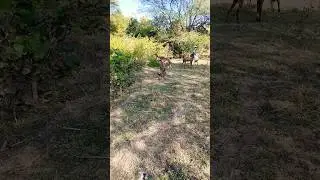 Comedy Scene 🤣🐐#goat #farmlife #shepherdlife #nature #cuteanimals#trending#viral #shorts#animallover