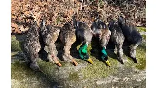 Duck Hunting Addictions