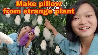 Pan made her own pillow with a strange plant | Rural life