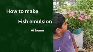 Fish emulsion. গাছের তরল সার,Fish liquid fertilizer