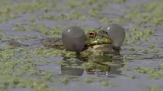 Marsh frogs calling at RSPB Rainham