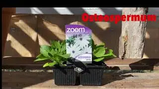 African Daisies.   Osteospermum