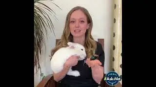 Tips for Bunny & Rabbit Care - #AskaVet