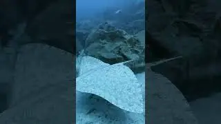 Butterfly Ray! #shorts #short #shortvideo