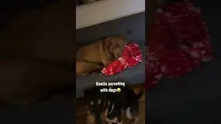 Gentle parenting lmao #dogs #funnydogs