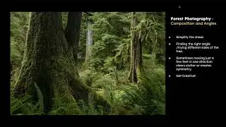 Training: Taking High Quality Photos in the Forest with David Herasimtschuk