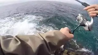Pesca spinning in Sardegna | Shore Jigging riccioletta catch & release