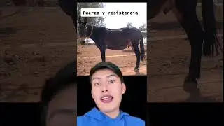 Los animales h&iacute;bridos m&aacute;s incre&iacute;bles del mundo