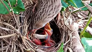 Common babbler baby barely trying to eat huge worm @beautyofnature4988