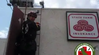 SmART Rescue #11-31 Raven stuck between a sign.mp4