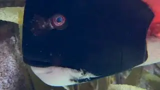 CALIFORNIA SHEEPHEAD WRASSE FISH GEORGIA AQUARIUM ATLANTA UNITED STATES OF AMERICA part 24