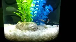 Marina 360 aquarium