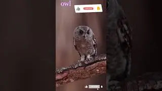 Tawny Owl - Owl Calls and Sounds #owl #ytshort