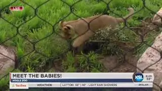 New additions welcoming vistors at Utah's Hogle Zoo