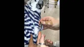 How to Trim Your Bird's Toenails