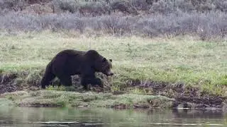 What&rsquo;s Happening: Spring in Yellowstone