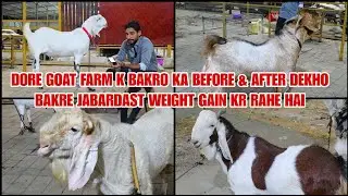 Dora Goat Farm Ka Excllent Palai Result Dekho Before & After Bhiwandi Mahapoli