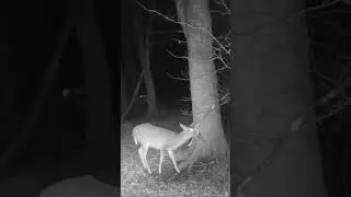 Negative temps and deer manage to survive. Amazing animals ❤️ #deer #trailcam #wildlife