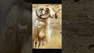 markhor fighting