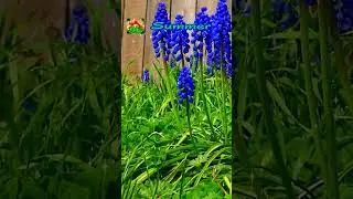 Hello Summer 21 Relaxing Grape Hyacinth Flowers and birds singing | @DIEUKHANHUSA