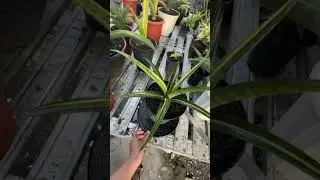 S.Somalensis | intan sanse