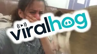 Dogs Always Know The Way To The Heart || Viralhog