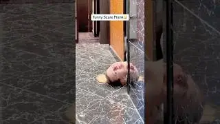 #funnyvideo #shortvideo #shorts #funny #frank