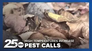 High Texas temperatures driving up local rodent, pest control calls