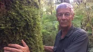 NZ Big Rimu Tree
