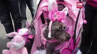 NY:DOGS IN EASTER COSTUMES! (TOO CUTE!)