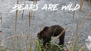 Brown Bear In Alaska found Fishing for Salmon | Grizzly Bear | Safety Bear Viewing 👀🐻