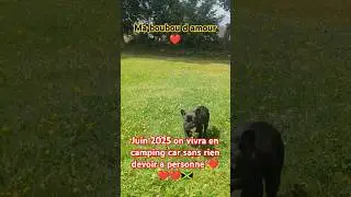 #pourtoi #boubou #chien #bouldogfrancais #humour #funny #foryou #foryoupage #videoanimaux#pets #fun