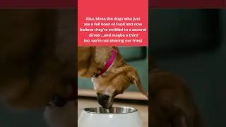 Prayer for All the Dogs | Relatable Dog Parent Humor #dogprayer #funnydogshorts #dogsofyoutube