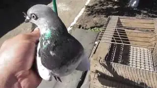 Как вылечить голубку которая 