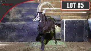 African Game Auctioneers Boma Lots 4
