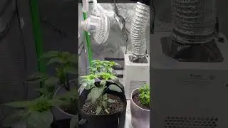 Tiny tent, big control 🌡️🌿 Growing herbs & peppers by dialing in light, temp & humidity.