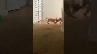 Brother sister Pitbull pups play tug of war 💪🏾