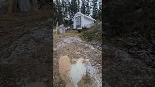 Coop Moving Day! #geothermal #cute #farmdog #coop #portable #homestead #duck #mountainlife #canada