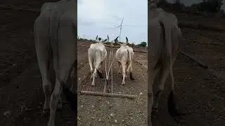 #song #newsong#gamdu #farming #bull