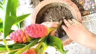 How To Plant Shampoo Ginger Plant | Hawaiian Awapuhi | Whimsy Crafter