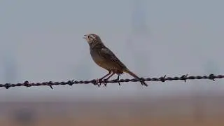 Cassin's Sparrow
