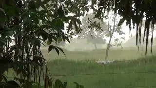 SOM de chuva Floresta Amaz&ocirc;nica Pra dormi e ralaxa