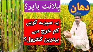 How to control plant hooper in rice | paddy crop | DHAN ki kheti