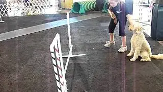 Pawsway Demo Agility Run
