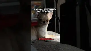 а оказалось &hellip;арт:217883800 #микрочихуа #топдлясобак #собачийблог #чихуахуа