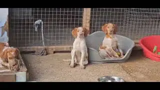 Milly, Sammy, Pickle & Elvis - tolle Hunde in Not aus dem Tierschutz