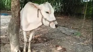 Funny Cows Doing Hilarious Things | Cute Cow Moments | Village Animal Fun Video