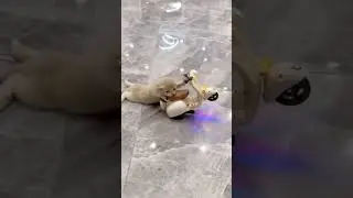 Cute Little Cat's Scooter Stunts 😍