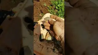 Cow Trail Dig 3/27/20