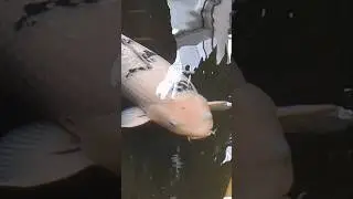 Japanese Koi Fish #shorts #shortvideo #fish #koifish #pond